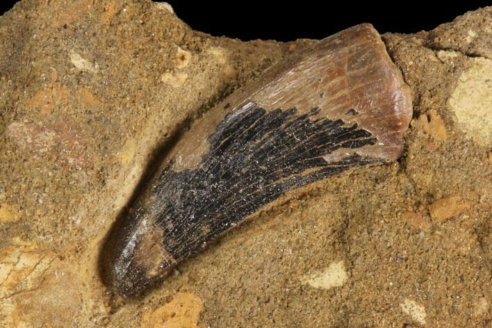 Theropod (Raptor) Tooth In Rock - Judith River Formation #91376